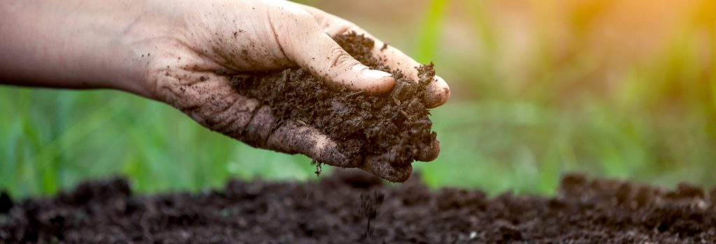 Soil in hand for planting